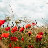 blomster